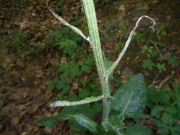 Tephroseris longifolia subsp. brachychaeta Greuter resmi