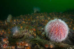 Image of Edible sea urchin