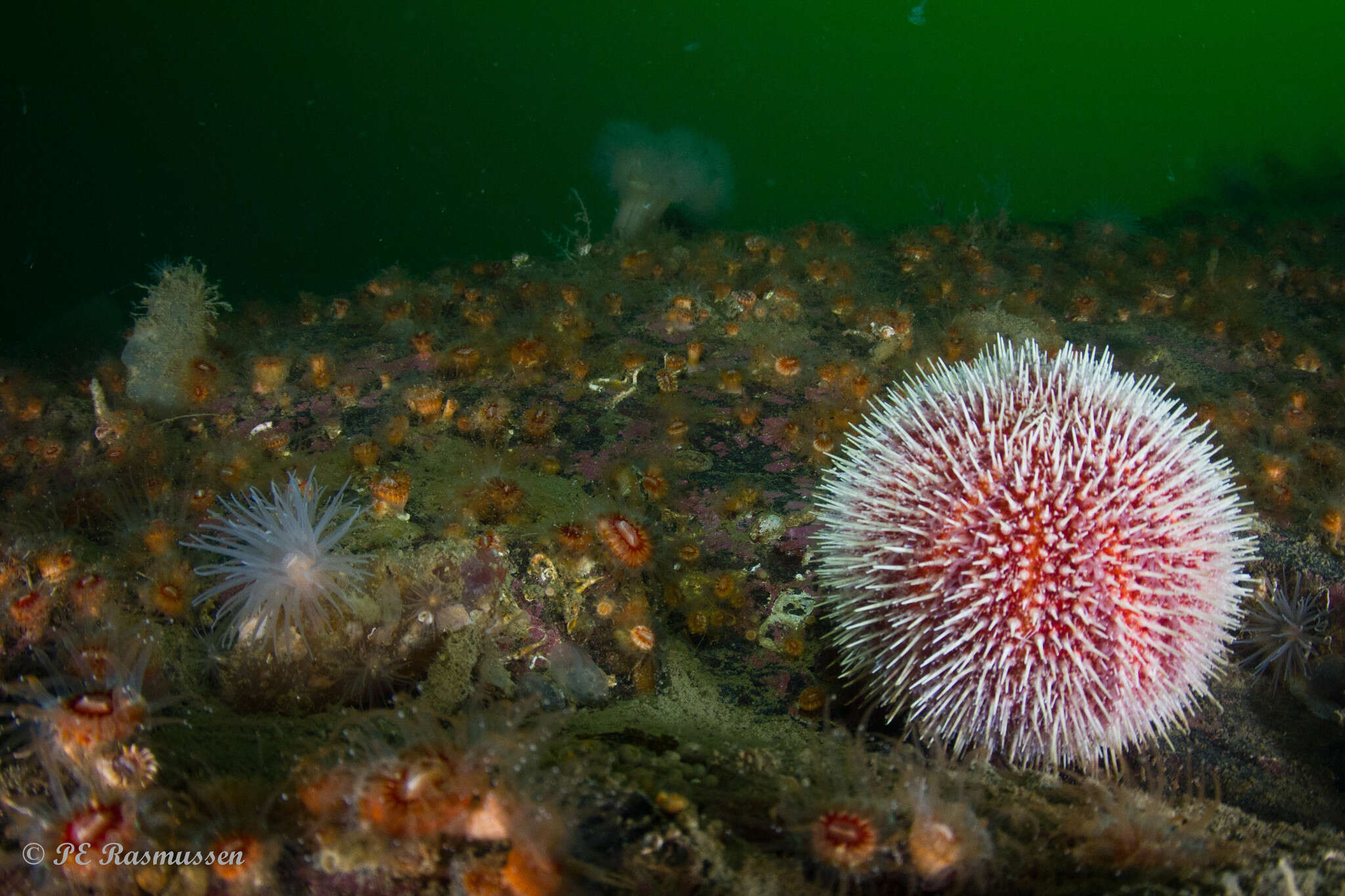 Image of Edible sea urchin