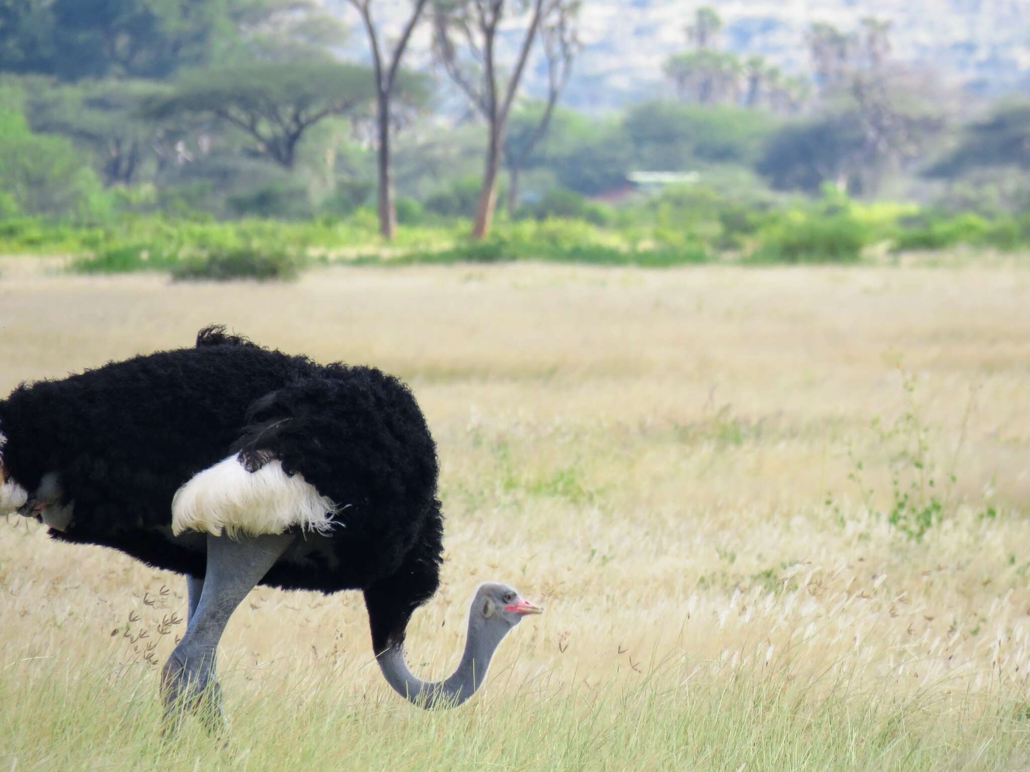 Image of Somali Ostrich