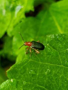 Oulema (Hapsidolemoides) variabilis R. White 1993 resmi