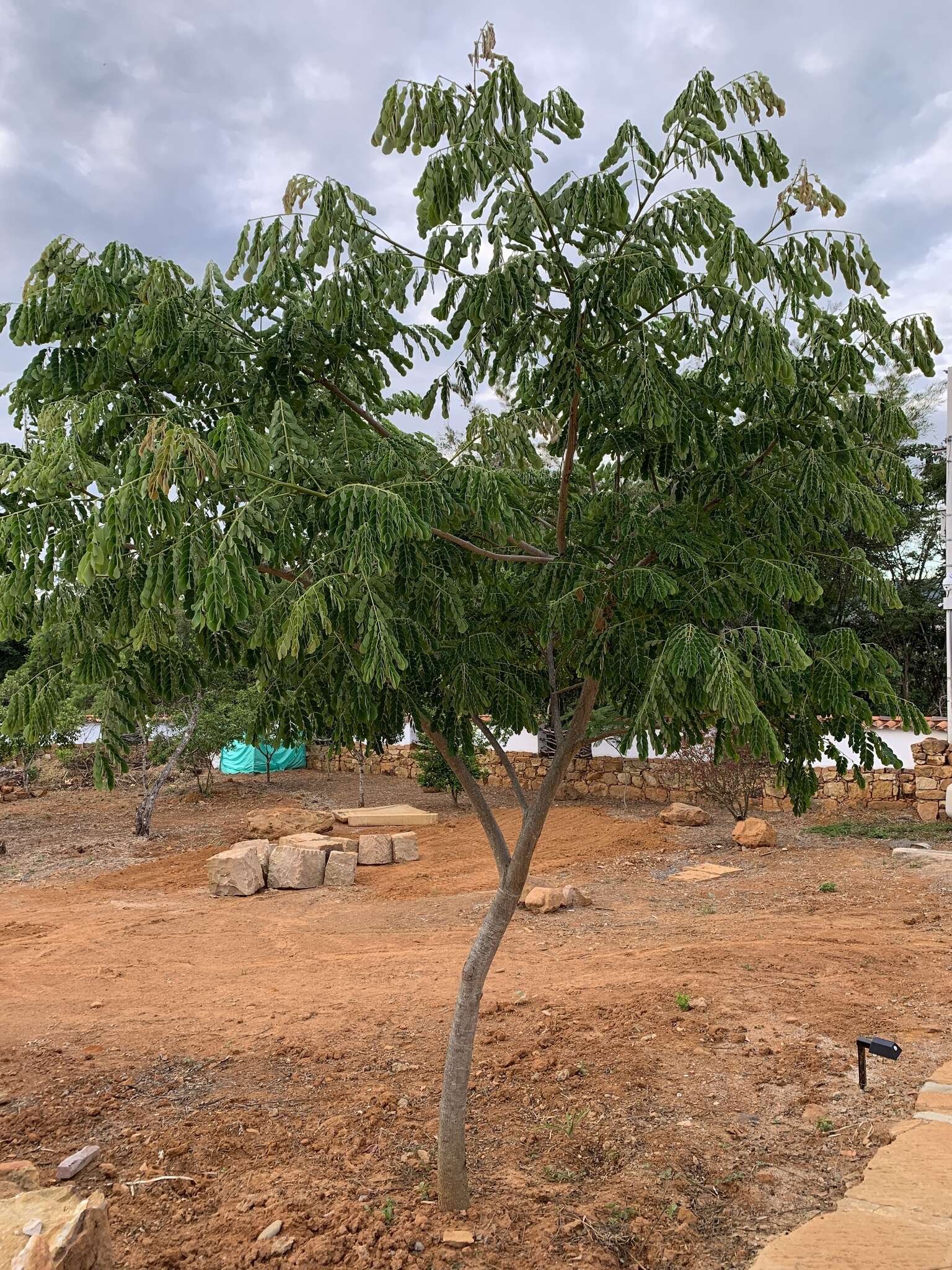 Image of Rain tree