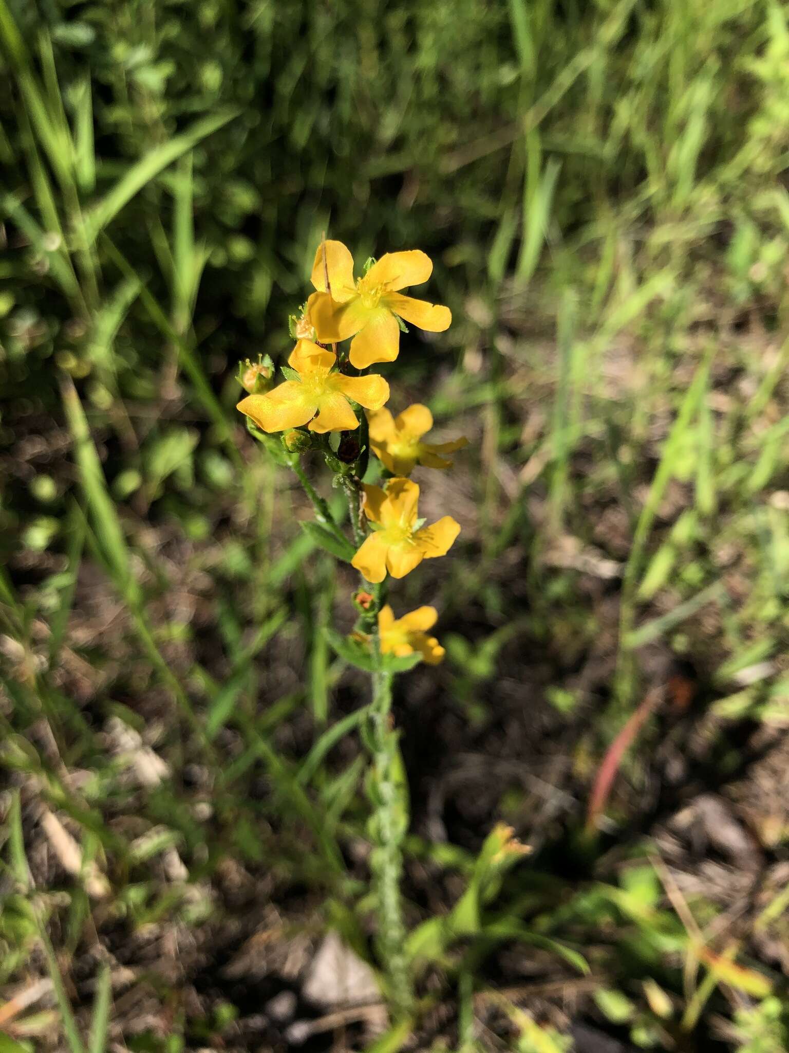 Image of Hairy St. John's-Wort