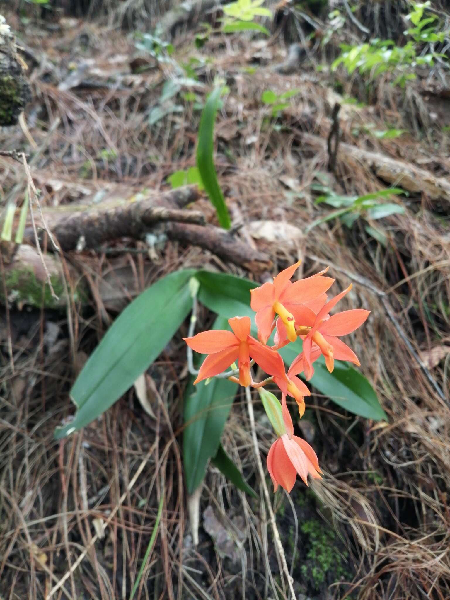 Image of Prosthechea vitellina (Lindl.) W. E. Higgins