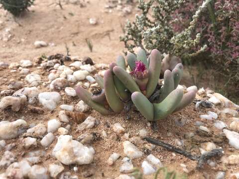 Image of Argyroderma fissum (Haw.) L. Bol.