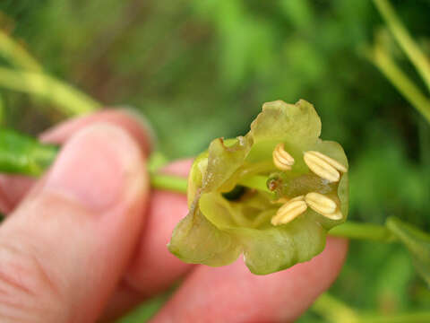 Image of Chelonanthus alatus Standl.