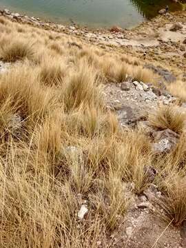 Imagem de Festuca tolucensis Kunth