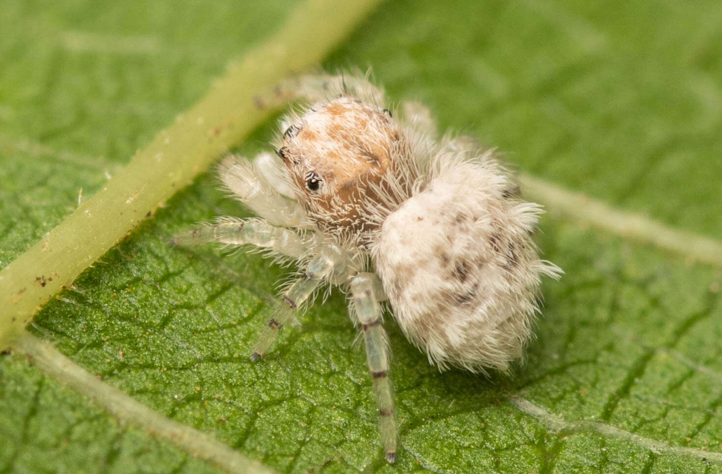 Image of Sheepy Jumping Spider