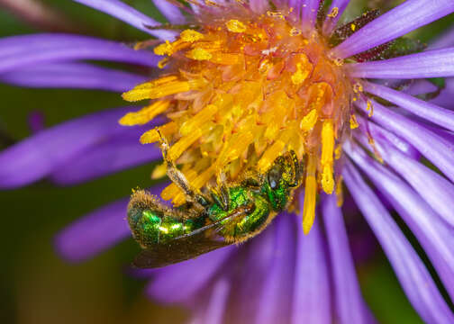 Image of Augochlorella aurata (Smith 1853)