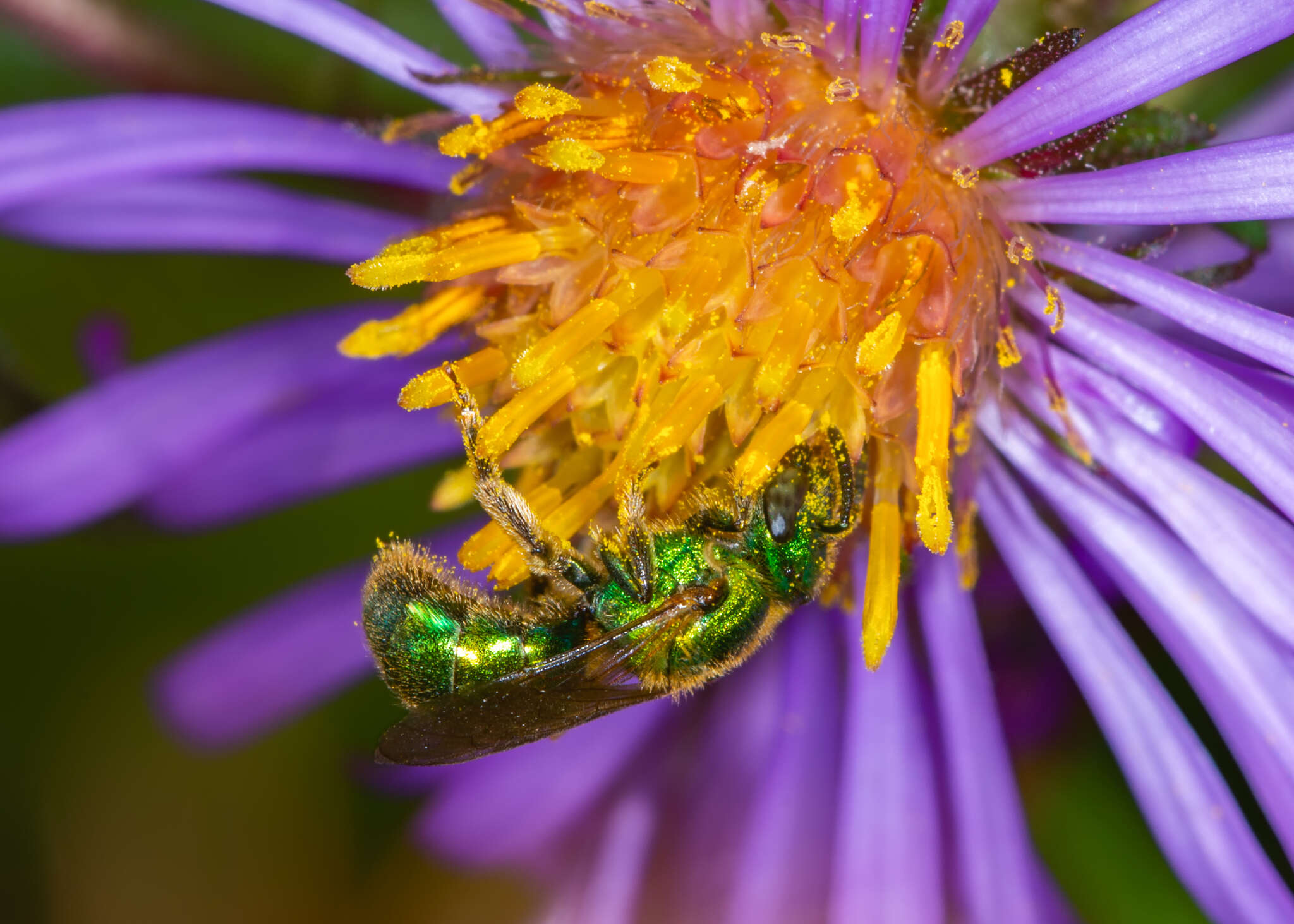 صورة Augochlorella aurata (Smith 1853)