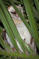 Image of <i>Tyto alba tuidara</i>