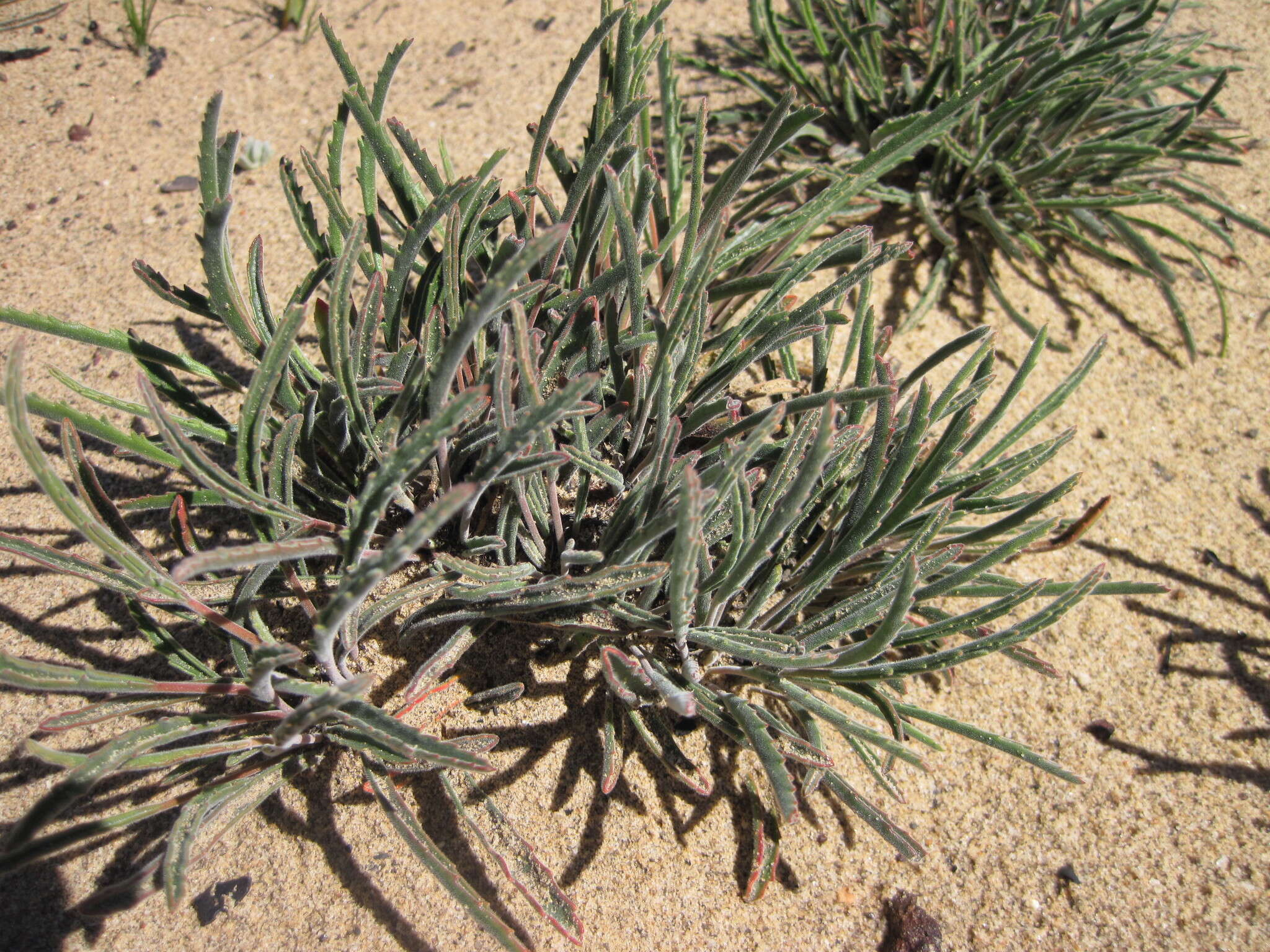 Image of Pelargonium coronopifolium Jacq.