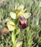 Image of Dark bee orchid