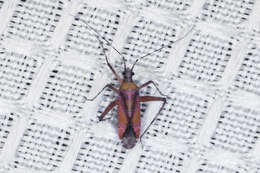 Image of Phytocoris roseus (Uhler 1894)