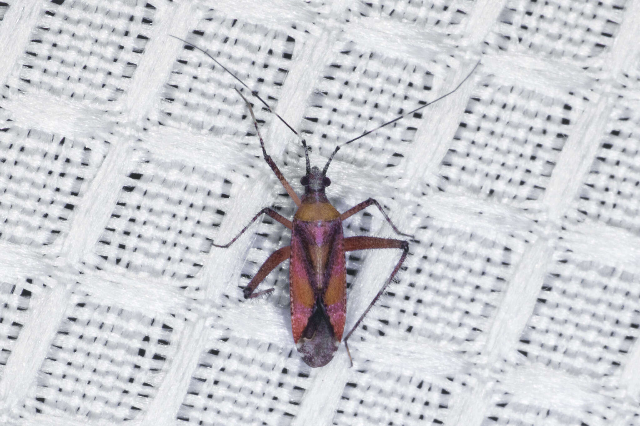 Image of Phytocoris roseus (Uhler 1894)