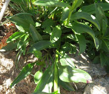 Plancia ëd Penstemon washingtonensis D. D. Keck