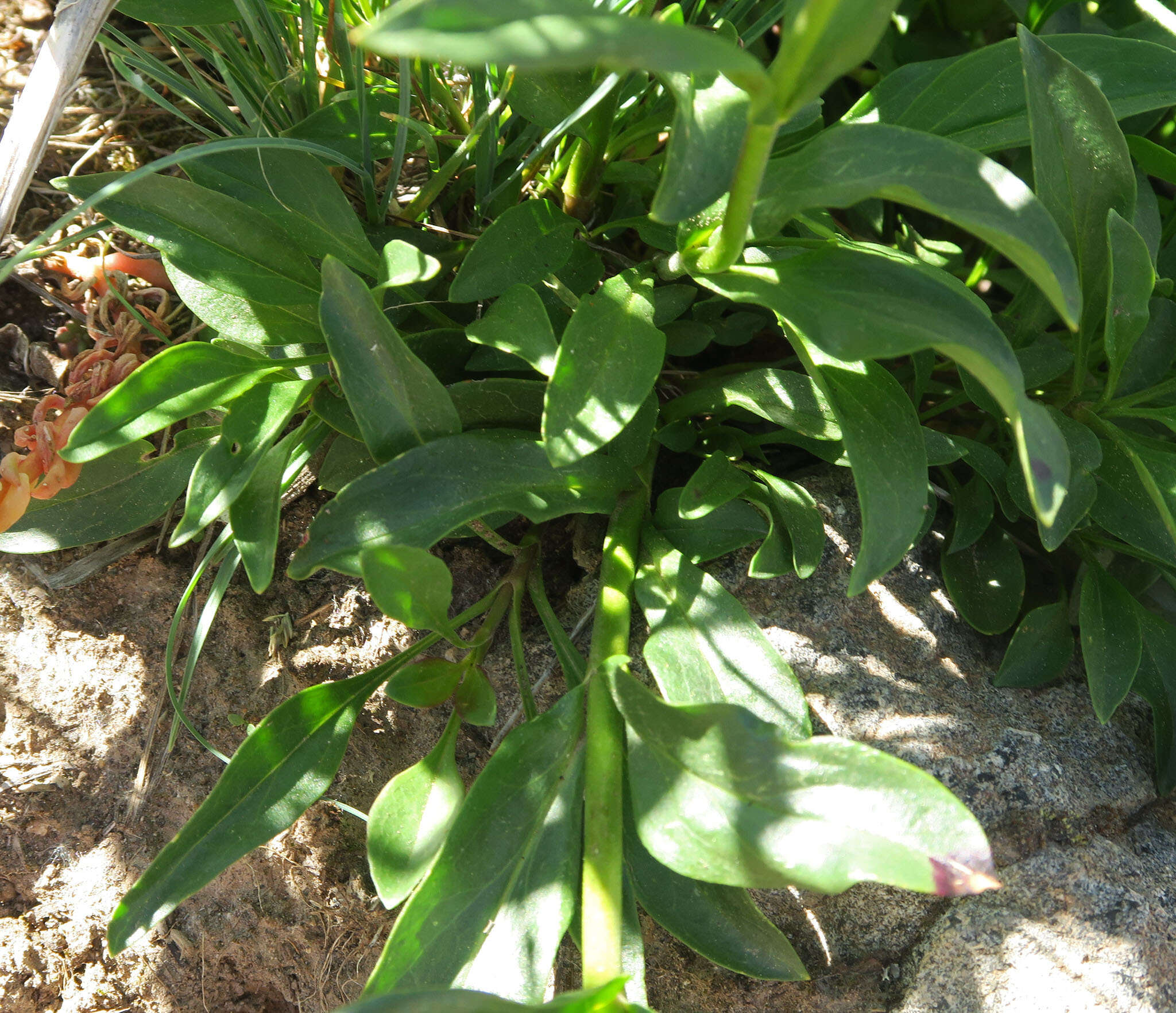 Plancia ëd Penstemon washingtonensis D. D. Keck