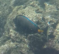 Image of Barcheek Unicornfish