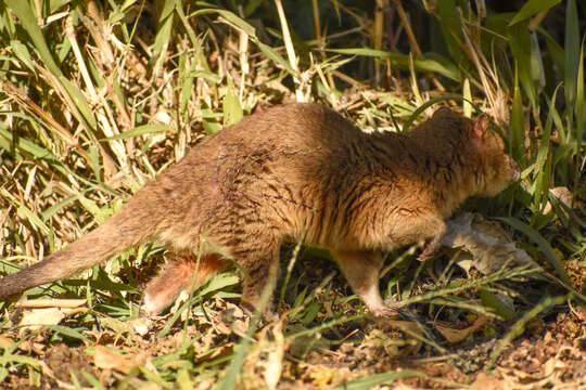 Kalın kuyruklu opossum resmi