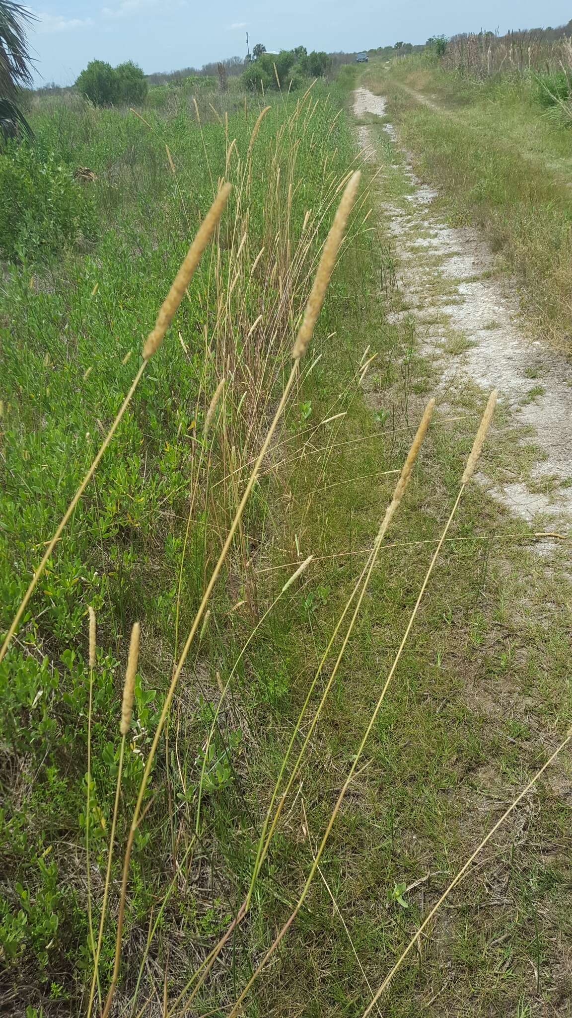 Image of timothy canarygrass