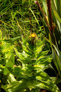 Image of Yellow everlasting