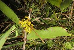 Image of Salacia kraussii (Harv.) Harv.