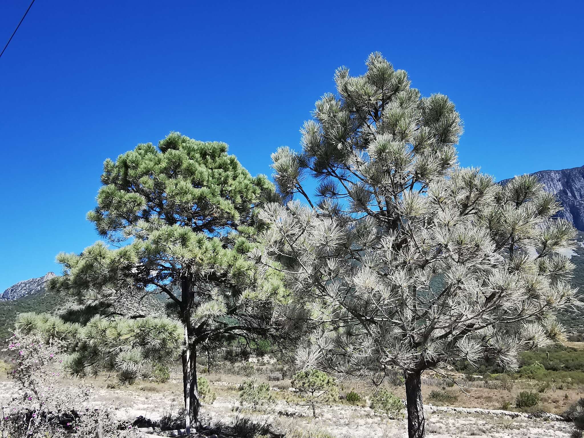 Image de Pinus arizonica Engelm.