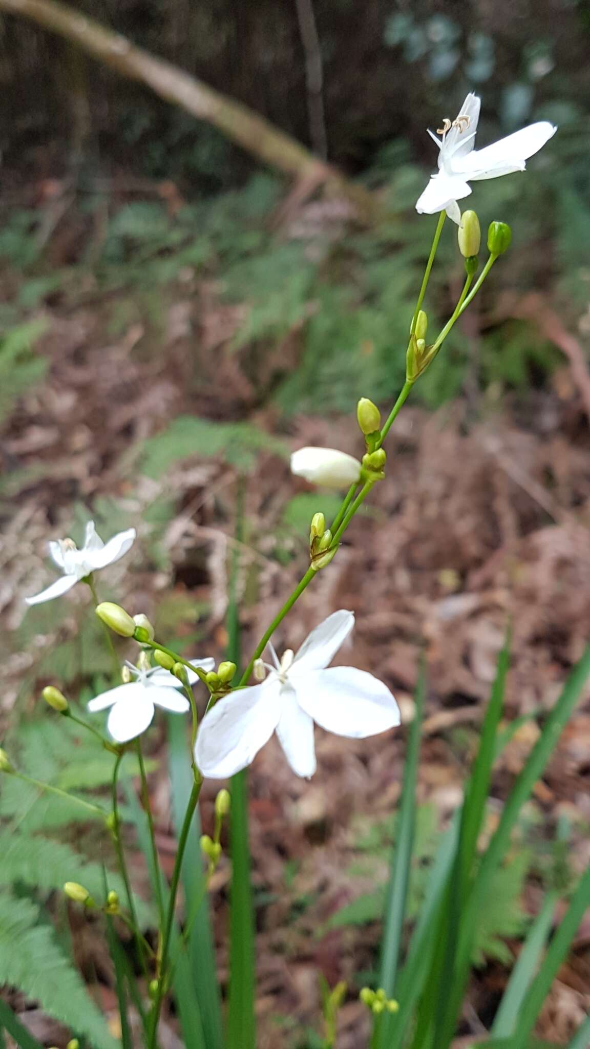 Image de Libertia paniculata (R. Br.) Spreng.