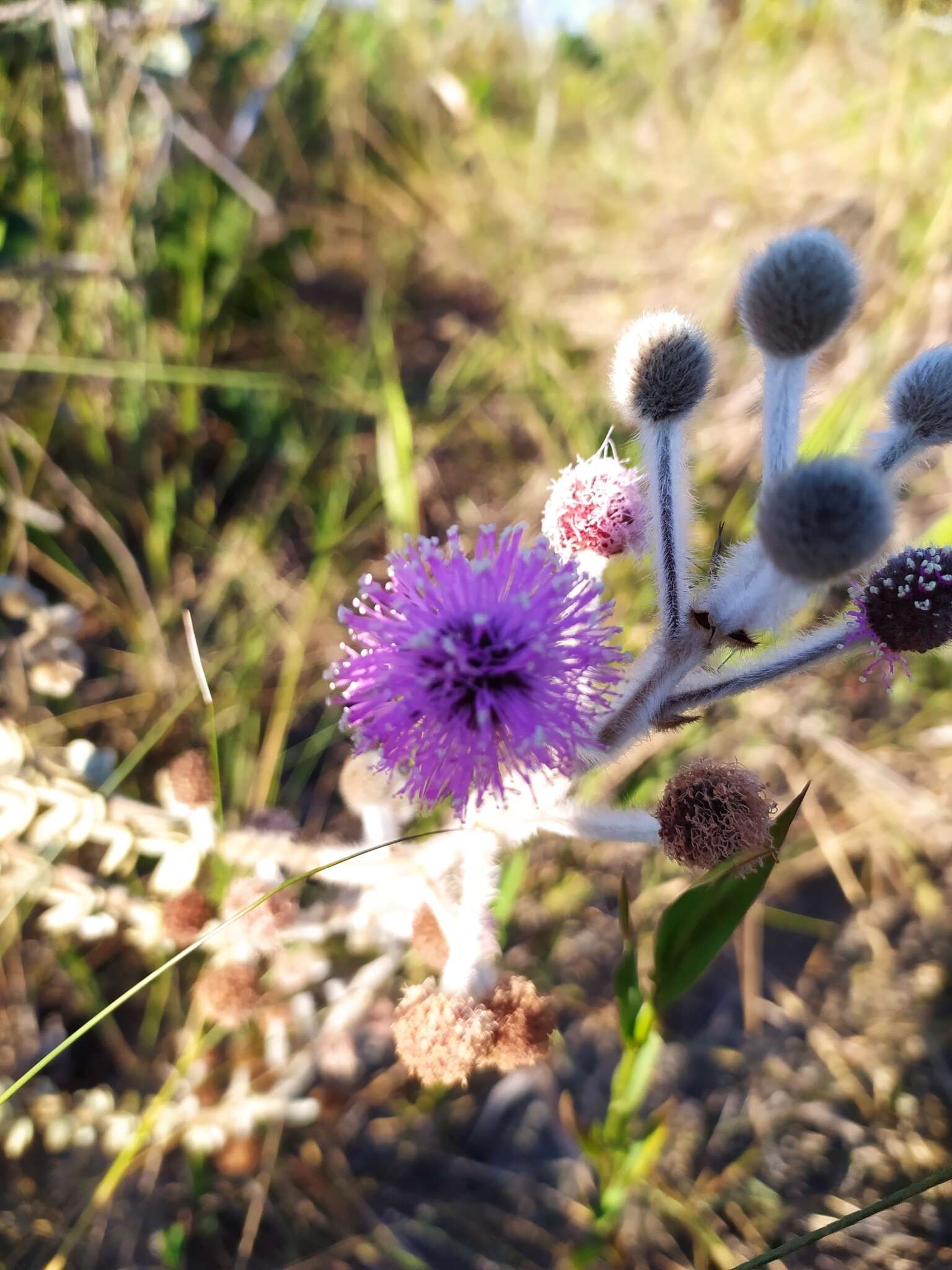 Image of Mimosa lanuginosa Burkart