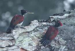 Image of Crimson-backed Flameback