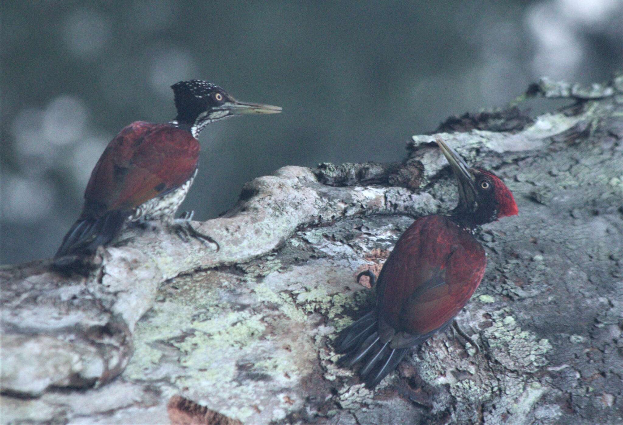 Image of Crimson-backed Flameback