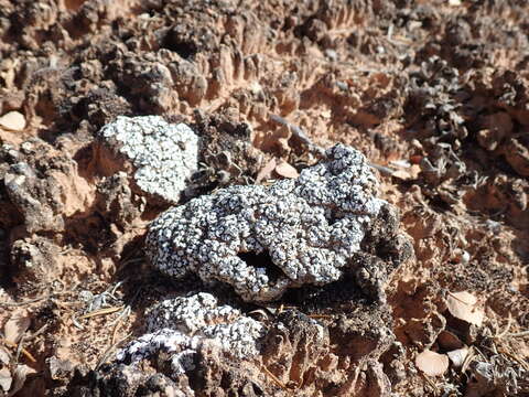 Image of cerebral fishscale lichen