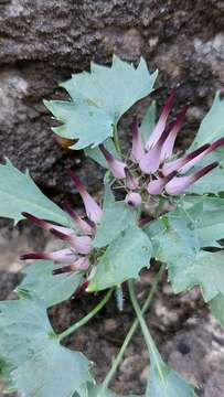 Image of Tufted horned rampion