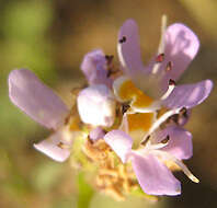 Image of Melanospermum foliosum (Benth.) O. M. Hilliard