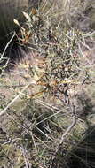 Image of Genista scorpius (L.) DC.