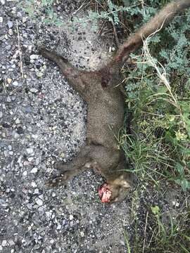 Image of Jaguarundi