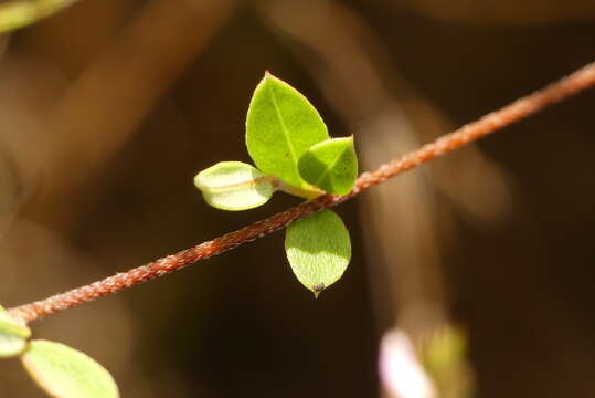 <i>Indigofera alopecuroides</i> var. <i>minor</i> E. Mey.的圖片