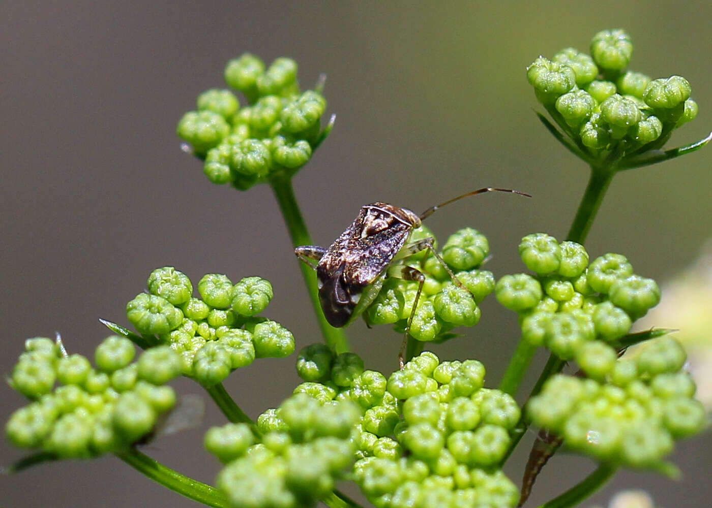 Image of Australian Crop Mirid