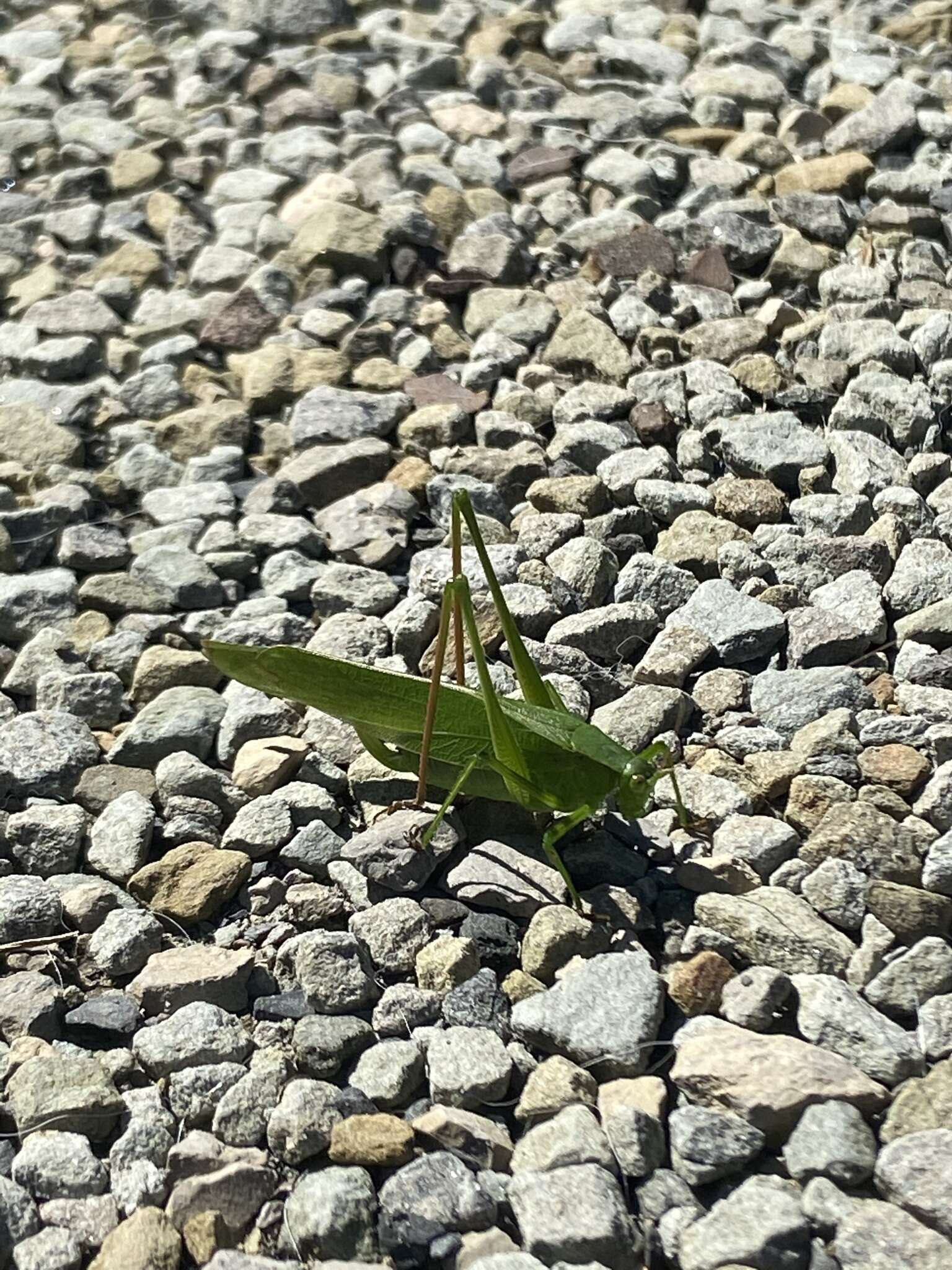 Image of Curve-tailed Bush Katydid