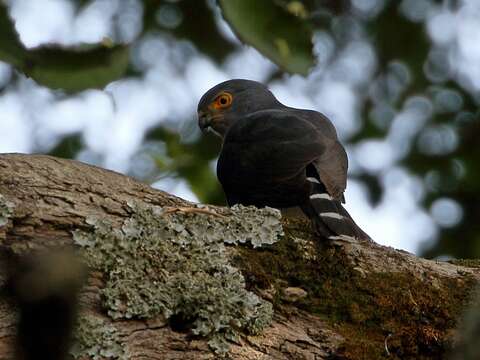 Accipiter tachiro unduliventer (Rüppell 1836)的圖片