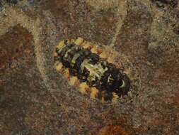 Imagem de Onithochiton quercinus (Gould 1846)