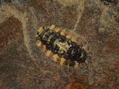 Image de Onithochiton quercinus (Gould 1846)