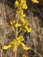 صورة Plectranthus esculentus N. E. Br.