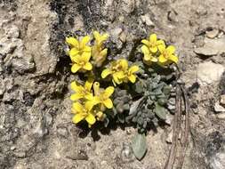 Image of King bladderpod