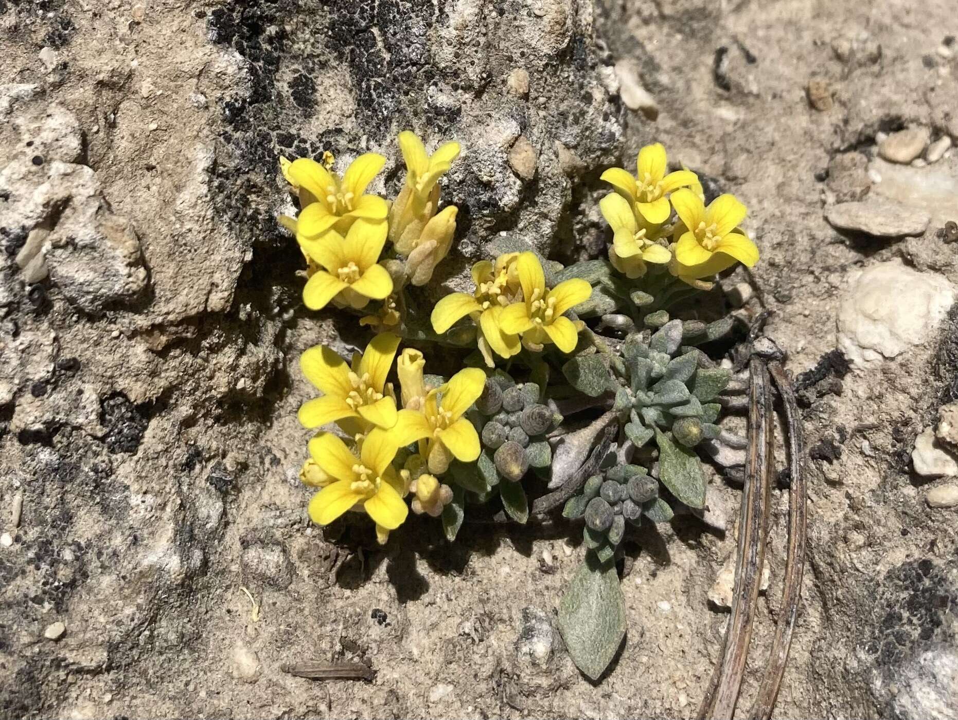 Physaria kingii (S. Watson) O'Kane & Al-Shehbaz的圖片