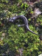 Image of Black Salamander