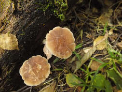 Image of Pluteus granularis Peck 1885