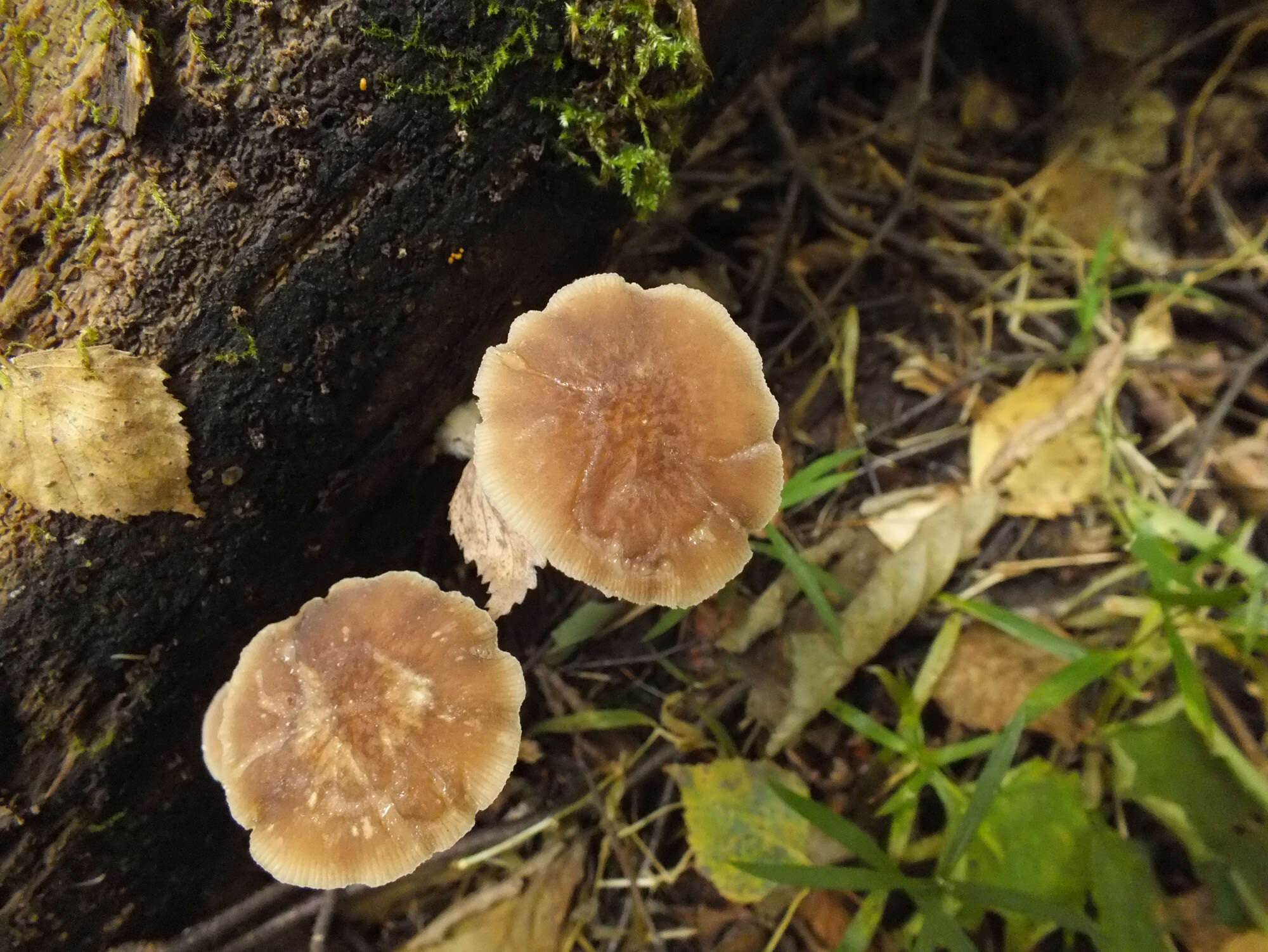 Слика од Pluteus granularis Peck 1885