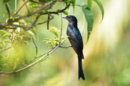 Image of Fork-tailed Drongo-Cuckoo