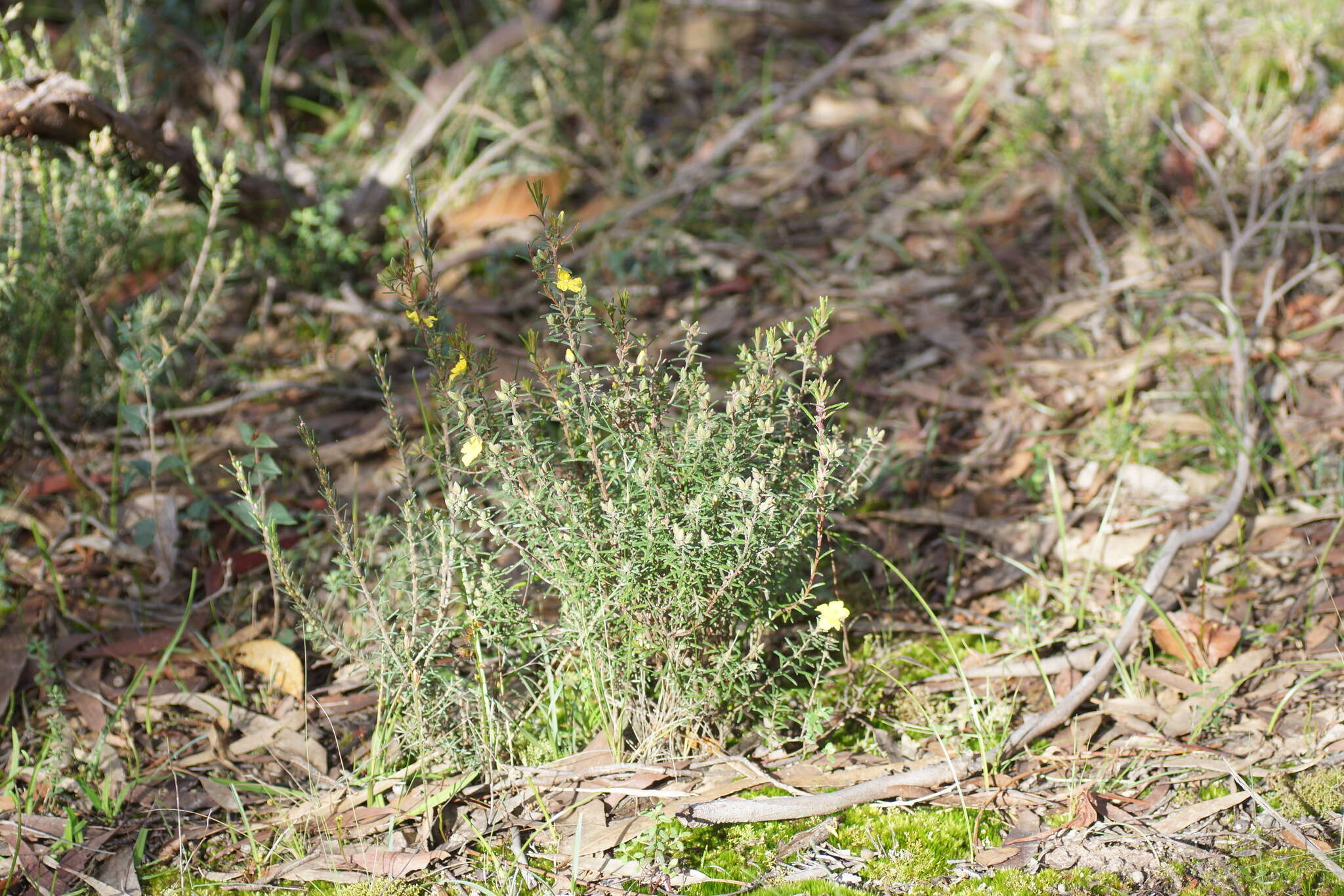 Image of Hibbertia riparia (R. Br. ex DC.) Hoogland